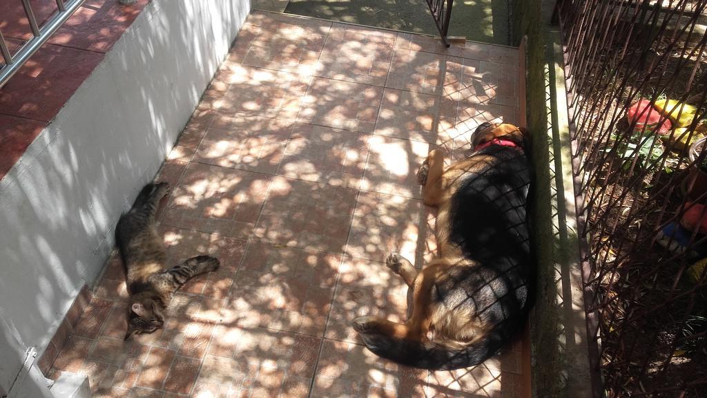 Guest House Vila Bak Μπούντβα Εξωτερικό φωτογραφία